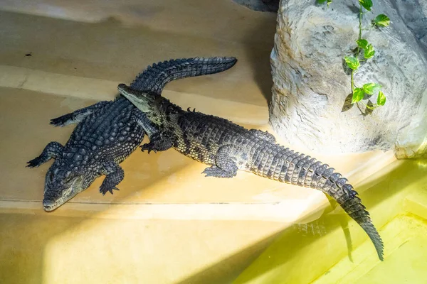 Kazan Russie Septembre 2021 Crocodiles Alligators Dans Zoo Kazan Prélasser — Photo