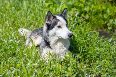 Husky köpeği yeşil çimlerin üzerinde uzanıyor. Yaz.