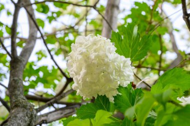 Çiçek açan bahar çiçekleri. Büyük, güzel, beyaz Viburnum opulus Roseum (Boule de Neige) topları. Beyaz Guelder Rose veya Viburnum opulus sterilis, Kartopu Bush, Avrupa Kartopu.