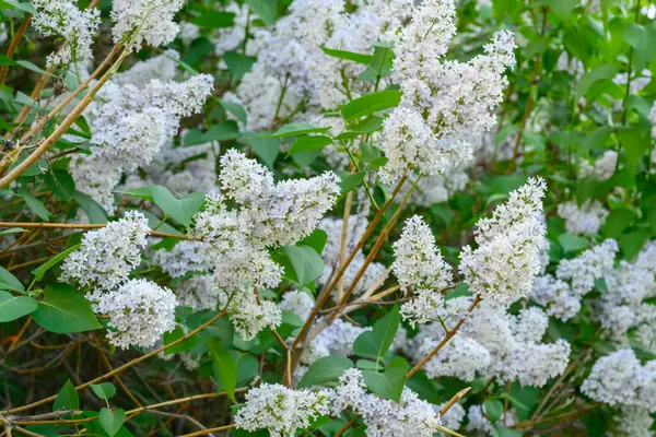 Flores Florecientes Primavera Hermosas Flores Florecientes Árbol Lila Concepto Primavera —  Fotos de Stock