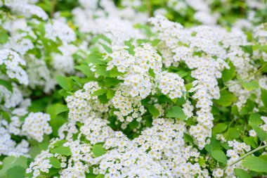 Çiçek açan bahar çiçekleri. Lobularia maritima çiçekleri alyssum maritimum, Tatlı Alison, düşük yetişen bir bitki türüdür..