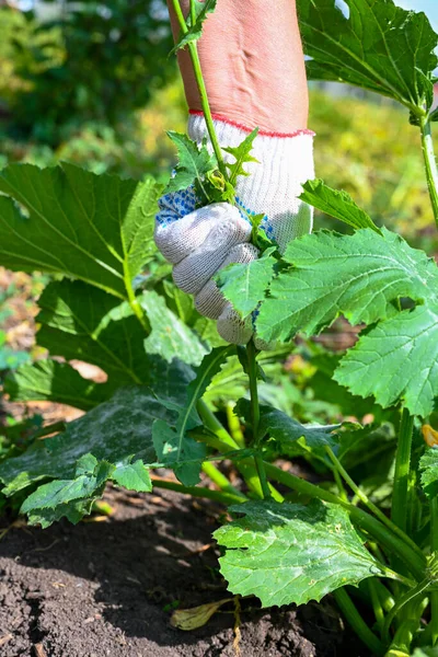 在花园里干活的女农民 一个女人在一个有机花园里拔草 手部特写 — 图库照片