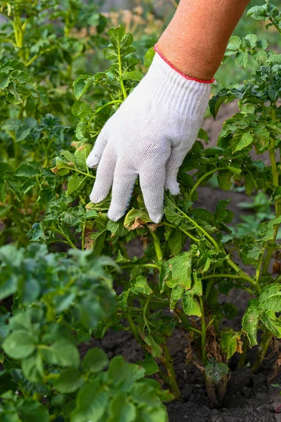 在花园里干活的女农民 妇女的手的特写 — 图库照片