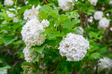 Çiçek açan bahar çiçekleri. Büyük, güzel, beyaz, çiçek açan Viburnum opulus Roseum Boule de Neige topları. Beyaz Guelder Rose veya Viburum opulus sterilis, Kartopu Bush, Avrupa Kartopu.