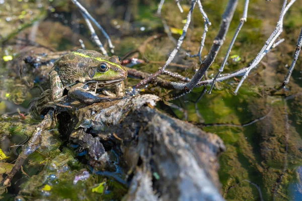 Large speckled frog close-up in the wild. Animal in good quality. — Stockfoto