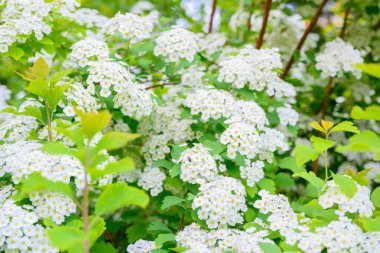 Çiçek açan bahar çiçekleri. Lobularia maritima çiçekleri (Alyssum maritimum, Sweet Alyssum, Sweet Alison), Brassicaceae familyasından bir bitki türü..
