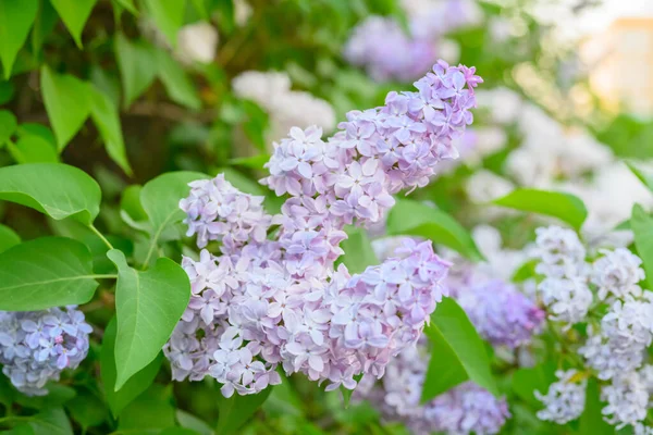 Çiçek açan bahar çiçekleri. Leylak ağacının güzel çiçekleri. Bahar konsepti. Bahçedeki bir ağaçtaki leylak dalları.