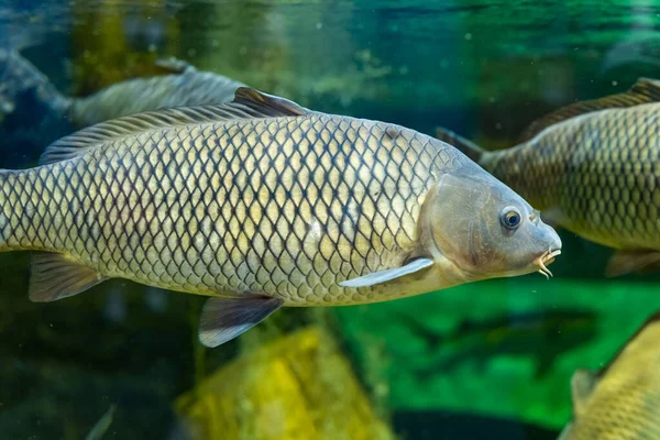 Balık sazanlar. Kazan akvaryumunda balık. Kazan 'ın turistik yerleri. Yakın çekim..