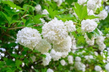 Çiçek açan bahar çiçekleri. Büyük, güzel, beyaz Viburnum opulus Roseum (Boule de Neige) topları. Beyaz Guelder Rose veya Viburnum opulus sterilis, Kartopu Bush, Avrupa Kartopu.