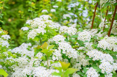 Çiçek açan bahar çiçekleri. Lobularia maritima çiçekleri alyssum maritimum, Tatlı Alison, düşük yetişen bir bitki türüdür..