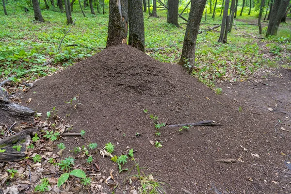 Ein riesiger Ameisenhaufen im Wald. Samarskaja Luka. — Stockfoto