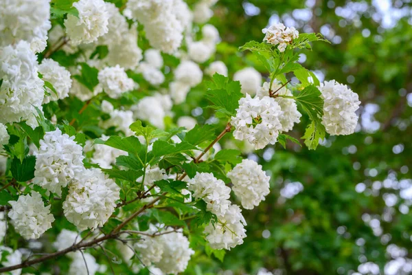 Çiçek açan bahar çiçekleri. Büyük, güzel, beyaz, çiçek açan Viburnum opulus Roseum Boule de Neige topları. Beyaz Guelder Rose veya Viburum opulus sterilis, Kartopu Bush, Avrupa Kartopu.