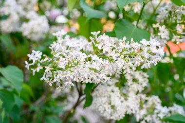 Çiçek açan bahar çiçekleri. Leylak ağacının güzel çiçekleri. Bahar konsepti Bahçedeki bir ağaçtaki leylak dalları.