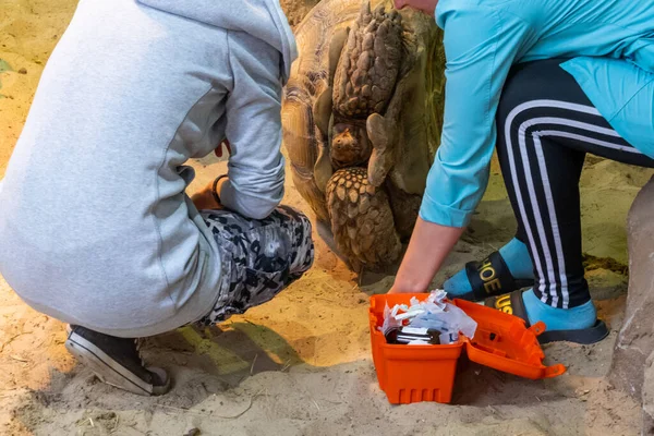 Kazan Ryssland September 2021 Två Kvinnor Behandlar Stor Sköldpadda Mänsklig — Stockfoto