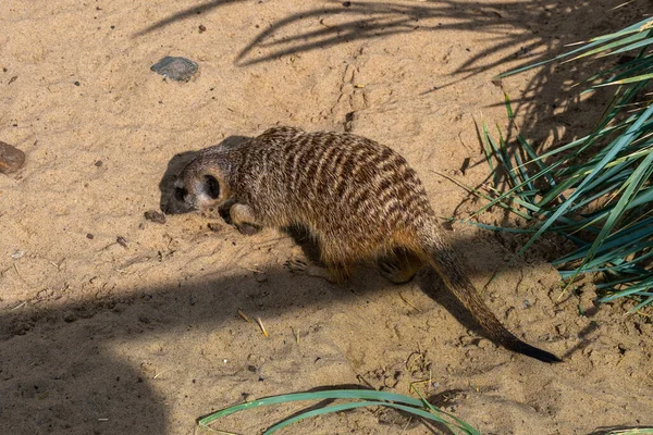 Vue arrière d'un suricate avec une queue noire. — Photo