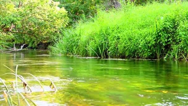 Bela Paisagem Verão Pequeno Rio Cheremshan Com Floresta Bancos Grama — Vídeo de Stock