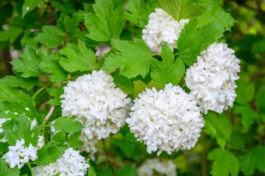 Çiçek açan bahar çiçekleri. Büyük, güzel, beyaz Viburnum opulus Roseum (Boule de Neige) topları. Beyaz Guelder Rose veya Viburnum opulus sterilis, Kartopu Bush, Avrupa Kartopu.