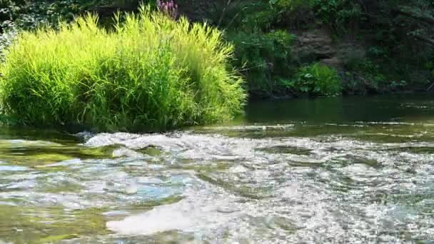 Picturesque River Fast Current Sunny Summer Day — Stock Video