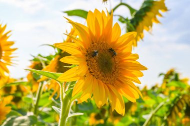 Yazın ayçiçeği tarlasında güzel bir ayçiçeği Avrupa 'da mavi gökyüzü. Ayçiçeği ekimi.
