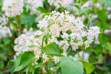 Çiçek açan bahar çiçekleri. Leylak ağacının güzel çiçekleri. Bahar konsepti. Bahçedeki bir ağaçtaki leylak dalları.