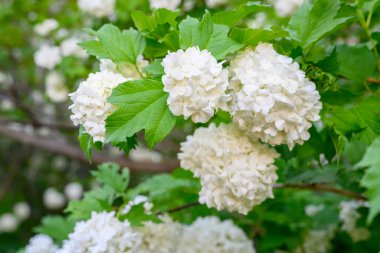 Çiçek açan bahar çiçekleri. Büyük, güzel, beyaz Viburnum opulus Roseum (Boule de Neige) topları. Beyaz Guelder Rose veya Viburnum opulus sterilis, Kartopu Bush, Avrupa Kartopu.