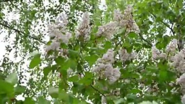 Çiçek açan bahar çiçekleri. Leylak ağacının güzel çiçekleri. Bahar konsepti. Bahçedeki bir ağaçtaki leylak dalları.