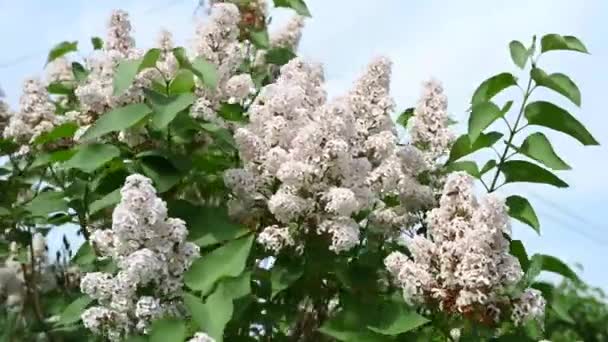 꽃피는 아름다운 라일락 나무의 의나무 라일락 나무의 가지들 — 비디오
