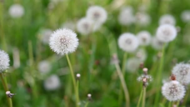 Glade Fresh Meadow Dandelions Sunny Spring Day Flowering Dandelions Excellent — Stock Video