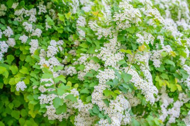 Çiçek açan bahar çiçekleri. Lobularia maritima çiçekleri alyssum maritimum, Tatlı Alison, düşük yetişen bir bitki türüdür..
