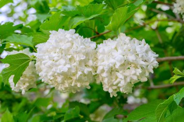 Çiçek açan bahar çiçekleri. Büyük, güzel, beyaz, çiçek açan Viburnum opulus Roseum Boule de Neige topları. Beyaz Guelder Rose veya Viburum opulus sterilis, Kartopu Bush, Avrupa Kartopu.