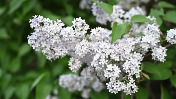 Floraison de fleurs printanières. Belles fleurs florales d'arbre lilas. Concept de printemps. Les branches de lilas sur un arbre dans un jardin. — Video