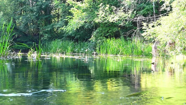 Ein Malerischer Fluss Mit Schneller Strömung Einem Sonnigen Sommertag — Stockfoto