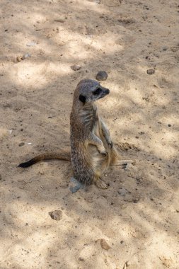 Üzgün bir mirket düşünceli bir şekilde kumların üzerinde oturuyor..