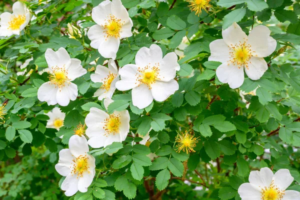 Virágzó Tavaszi Virágok Gyönyörű Virágzó Vadrózsabokor Kutya Rózsa Rosa Canina — Stock Fotó