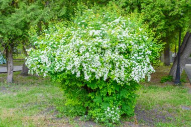 Çiçek açan bahar çiçekleri. Lobularia maritima çiçekleri (Alyssum maritimum, Sweet Alyssum, Sweet Alison), Brassicaceae familyasından bir bitki türü..