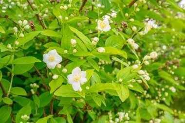 Çiçek açan bahar çiçekleri. Orange jessamine, Andaman satinwood, Satinwood (Murraya panikleyerek Jack), parfümeride veya çayda kullanılan güzel kokulu çiçekleri taşıyan bir bitki..