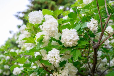 Çiçek açan bahar çiçekleri. Büyük, güzel, beyaz Viburnum opulus Roseum (Boule de Neige) topları. Beyaz Guelder Rose veya Viburnum opulus sterilis, Kartopu Bush, Avrupa Kartopu.