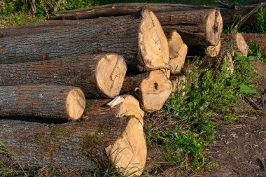 Yakacak odun yığını. Yığınlar halinde üst üste yığılmış taze kesilmiş çam ağaçları. Kereste hasadı. Odun yenilenebilir bir enerji kaynağıdır..