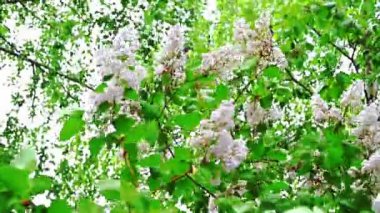 Rüzgarda sallanan beyaz bir leylak filizi