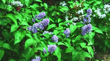 Rüzgarda sallanan mor bir leylak filizi.