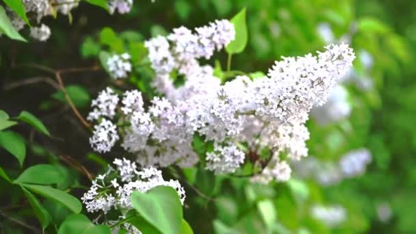 Sebuah sprig lilac putih bergoyang dalam angin — Stok Video