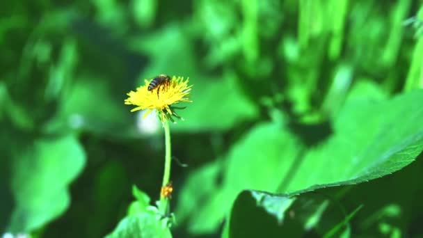 Lebah mengumpulkan serbuk sari dari sebuah dandelion. — Stok Video