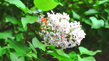 Baharda çiçek açan beyaz leylak çiçekleri. Bahçede çiçek açan leylak dalı. Rüzgarda çiçek açan güzel leylak dalları.
