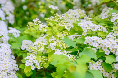 Çiçek açan bahar çiçekleri. Lobularia maritima çiçekleri alyssum maritimum, Tatlı Alison, düşük yetişen bir bitki türüdür..