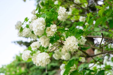Çiçek açan bahar çiçekleri. Büyük, güzel, beyaz, çiçek açan Viburnum opulus Roseum Boule de Neige topları. Beyaz Guelder Rose veya Viburum opulus sterilis, Kartopu Bush, Avrupa Kartopu.