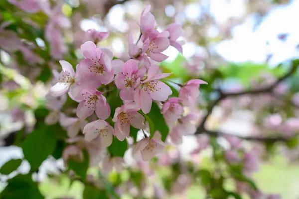 White Apple Flowers. Beautiful flowering apple trees. Background with blooming flowers in spring day. Blooming apple tree (Malus domestica) close-up. Apple Blossom. The springtime.