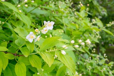 Çiçek açan bahar çiçekleri. Orange jessamine, Andaman satinwood, Satinwood (Murraya panikleyerek Jack), parfümeride veya çayda kullanılan güzel kokulu çiçekleri taşıyan bir bitki..