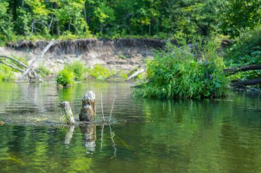 Küçük Cheremshan nehrinin ormanlar, bankalar, çimenler ve akıntıyla güzel bir yaz manzarası. Ulyanovsk 'ta. Vahşi doğa..