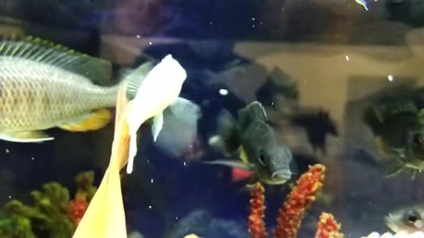 Krásné Ryby Plavou Mezi Řasami Skalami Barevné Podvodní Záběry Akvárium — Stock video
