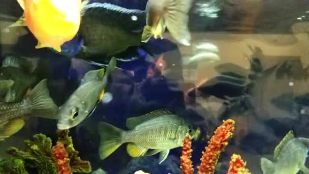 Красива Риба Плаває Серед Водоростей Скель Різнокольорові Підводні Камені Акваріум — стокове відео